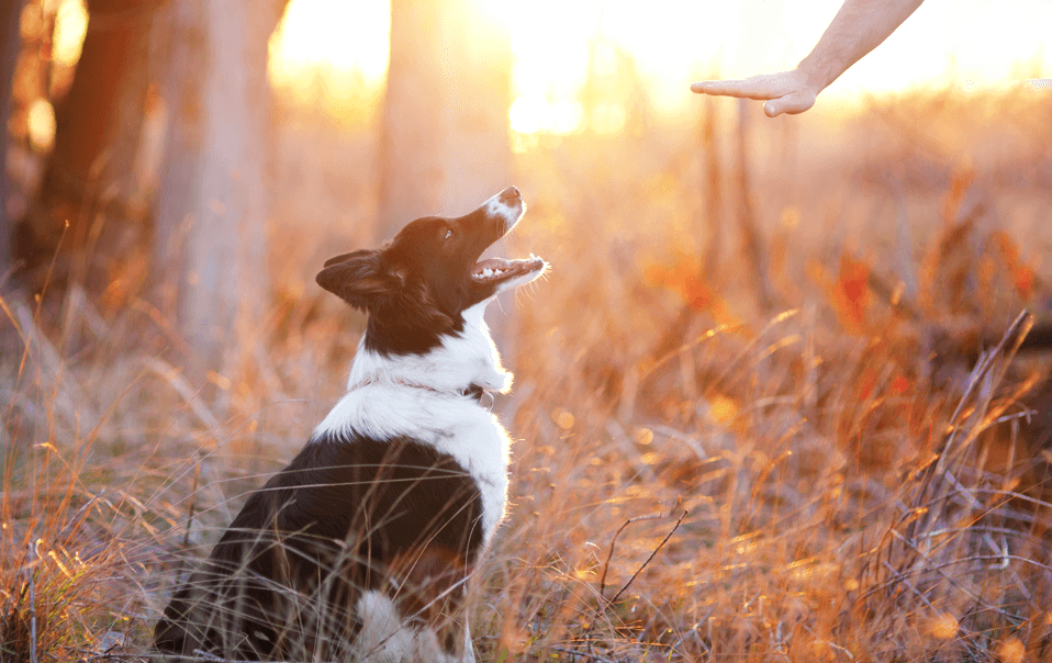 Como ensinar seu cachorro a não fugir ao abrir a porta.