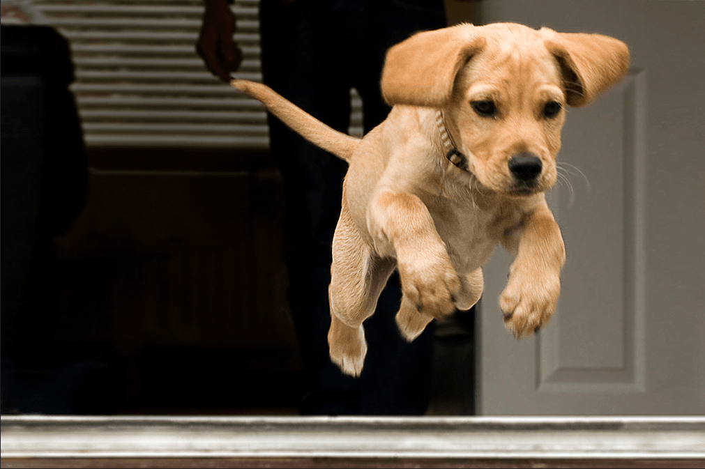 Meu cachorro foge quando abro a porta. O que fazer?