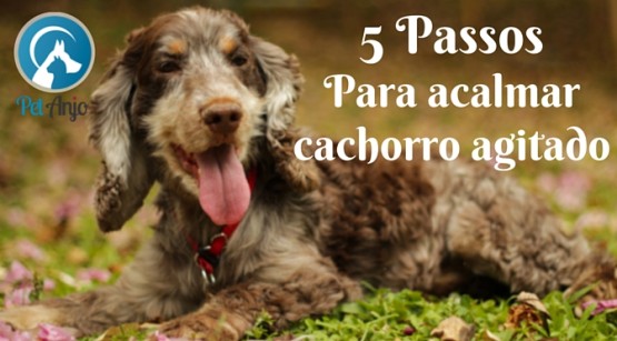 5 passos para acalmar cachorro agitado