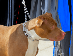 Vale a pena usar colar enforcador?