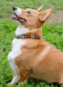 Quando a coleira tradicional é mais indicada?