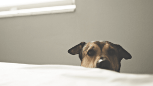 Como dog walker pode melhorar o passeio do seu peludo