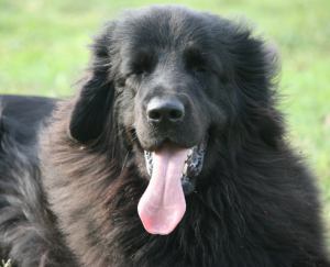 Ensinar cachorro a relaxar