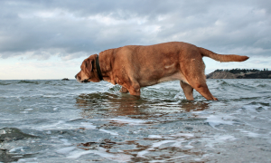 Labrador em sua atividade de ofício: Pesca