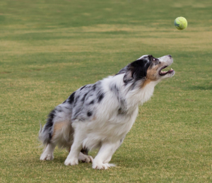 brincar acalma cachorro