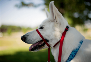 Vantagens da coleira cabresto