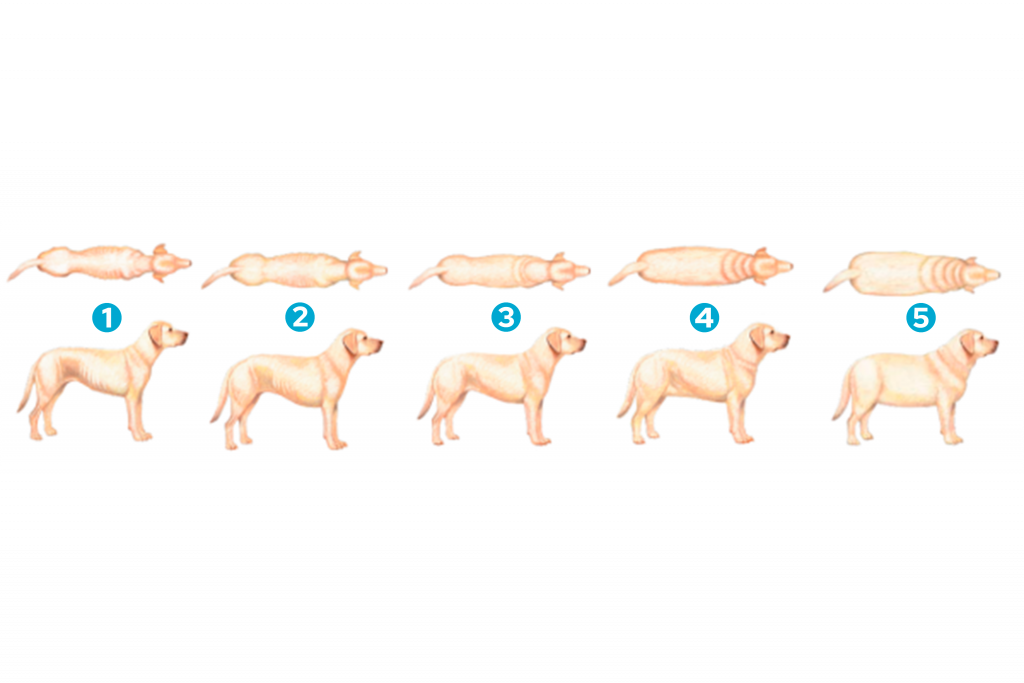 Entenda a condição corporal do seu cão: