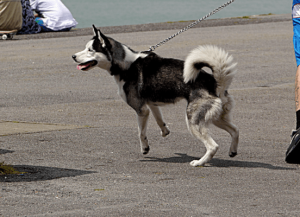 cachorro puxando guia