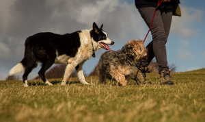 passeador profissional ajuda a acalmar cachorro agitado