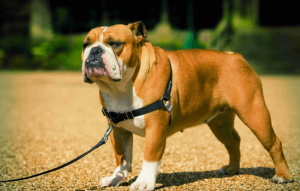 Vantagens do Peitoral Easy Walk