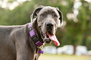 Cachorro grande casa pequena