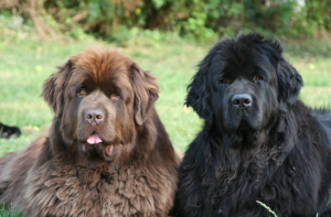 Terra Nova em Apartamento