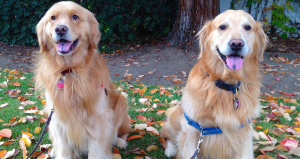Golden Retriever em apartamento