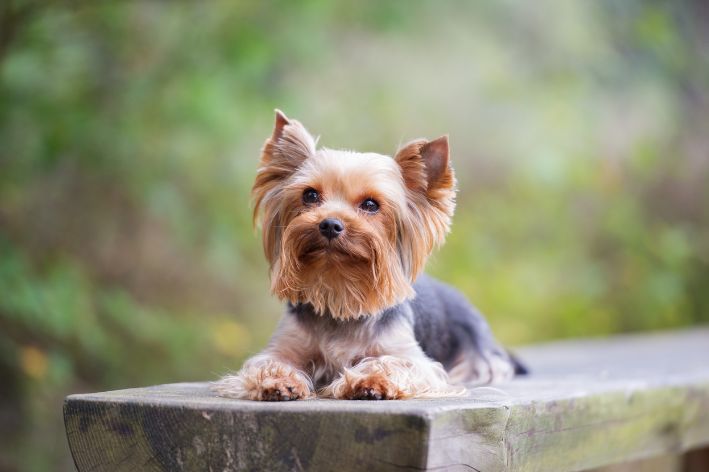 Pequenos, carinhosos e muito inteligentes, a raça de cachorro Yorkshire é uma das mais populares do Brasil.