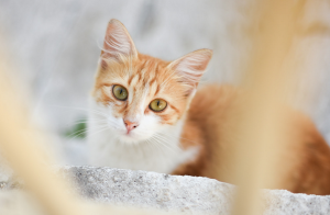 Pet Sitter Profissional vs Pet Sitter por Hobby