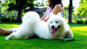 Pet Sitter Profissional vs Hobby