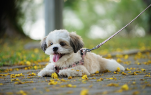 melhor dog walker sao paulo