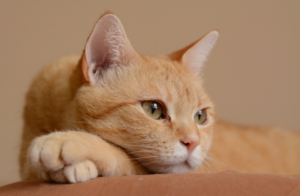 levar gato para viajar