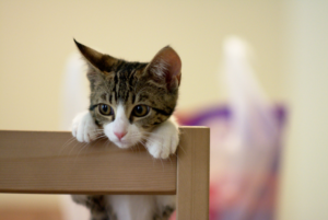 o que fazer com gato viagem