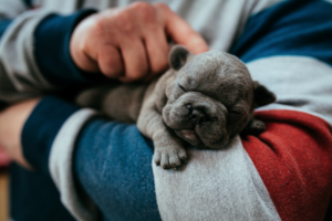 vale a pena contratar pet sitter