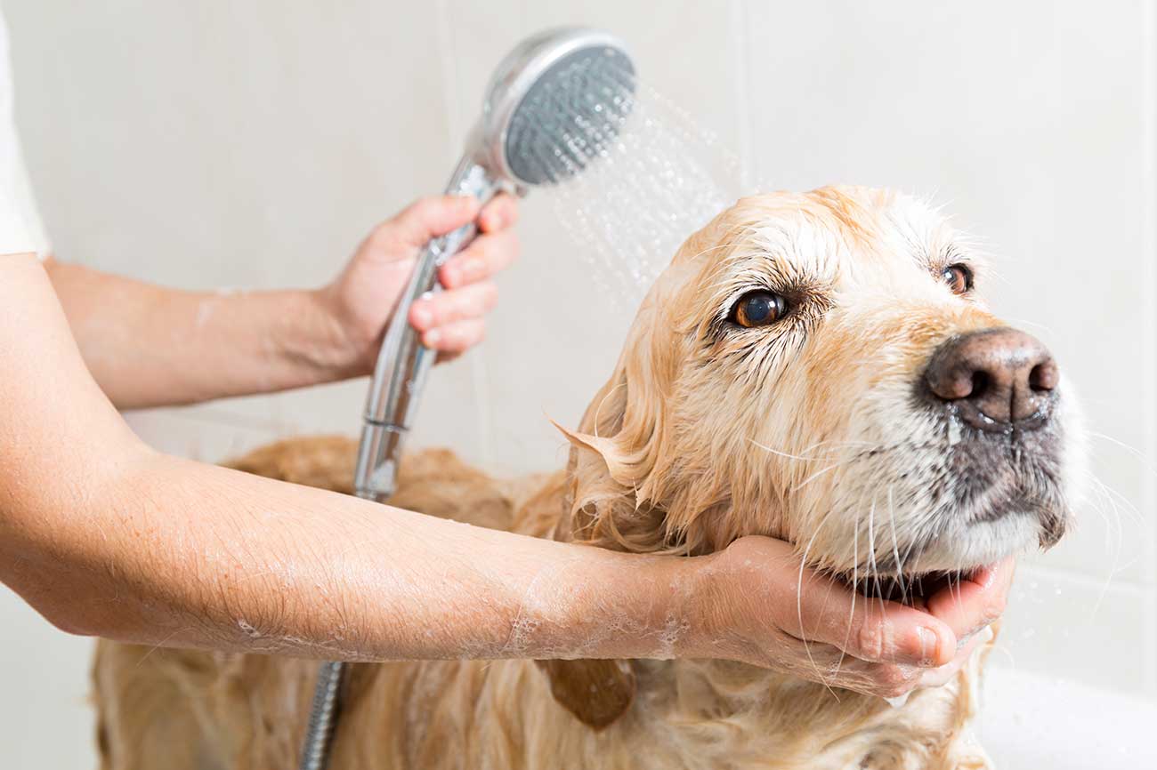 Saiba tudo para dar banho em seu cachorro - Pet Anjo