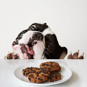 Alimentos alérgicos para cães