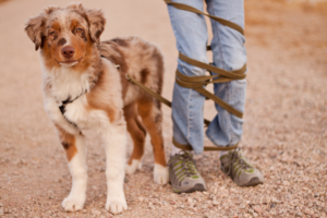 problemas mais comuns em cães