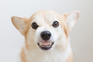 agressividade e medo em cães