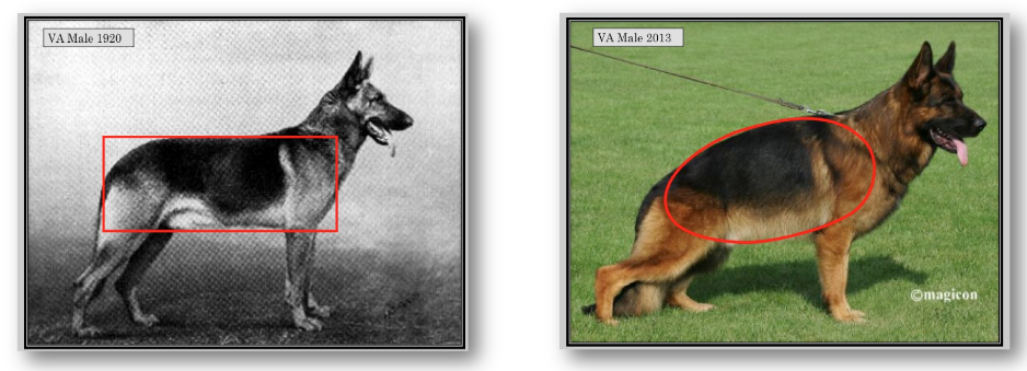 Evolução Raça Pastor Alemão