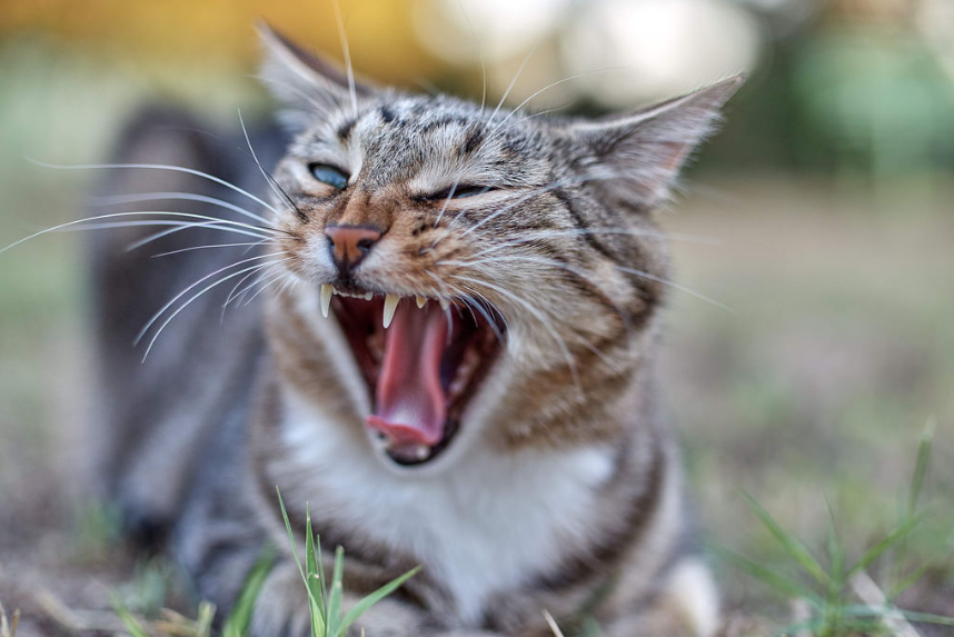 O que significa um gato de orelha cortada? – cats-ptmagazine