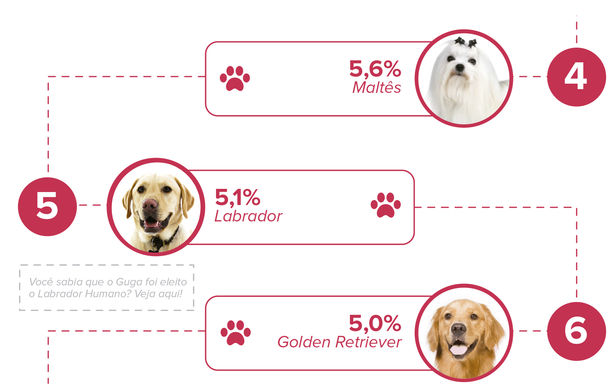 labrador raça mais popular em Sao Paulo