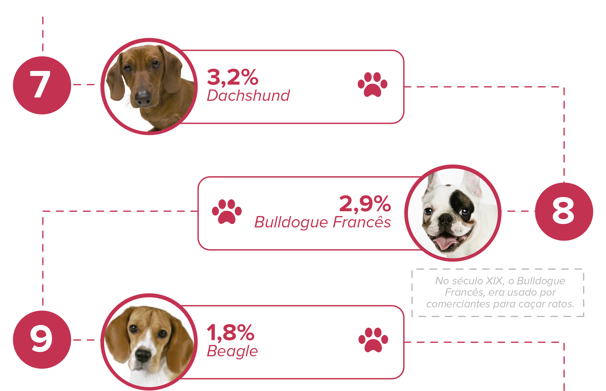 curiosidade bulldogue frances
