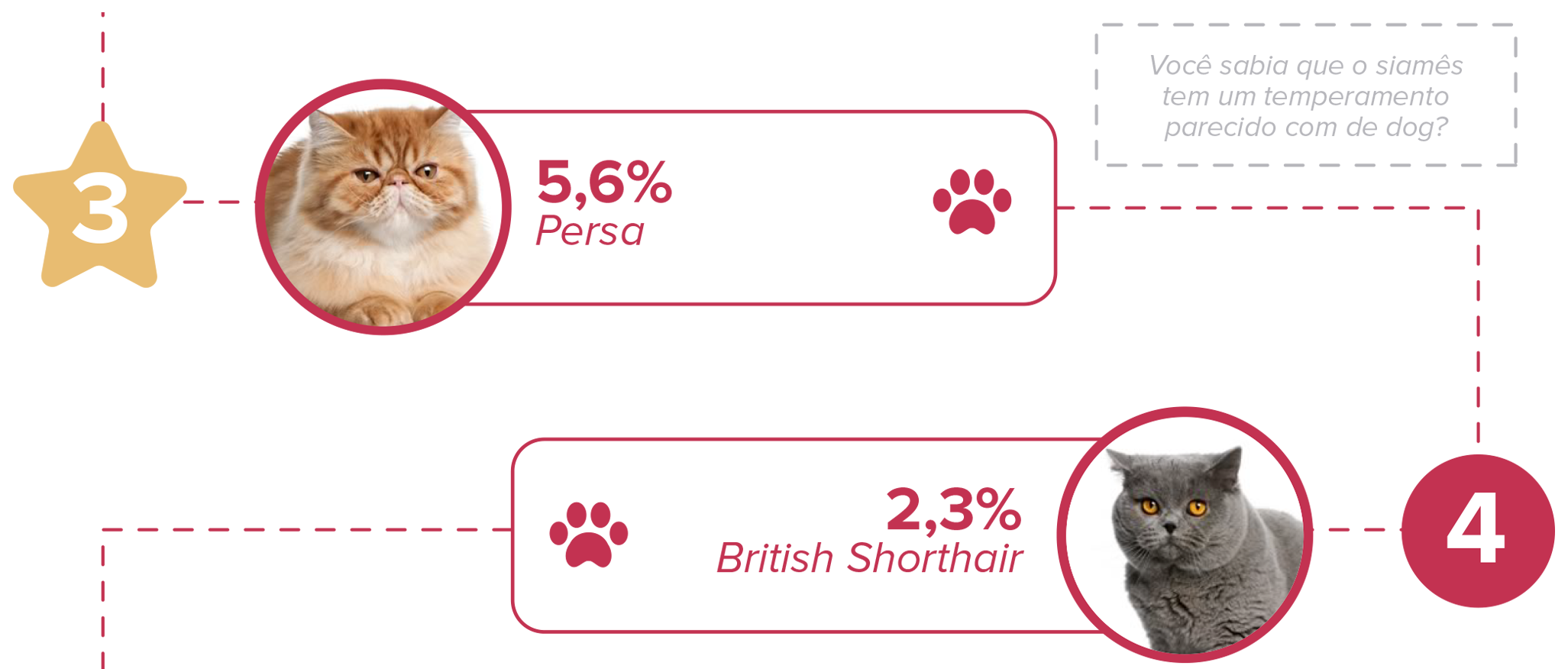 popularidade gato persa
