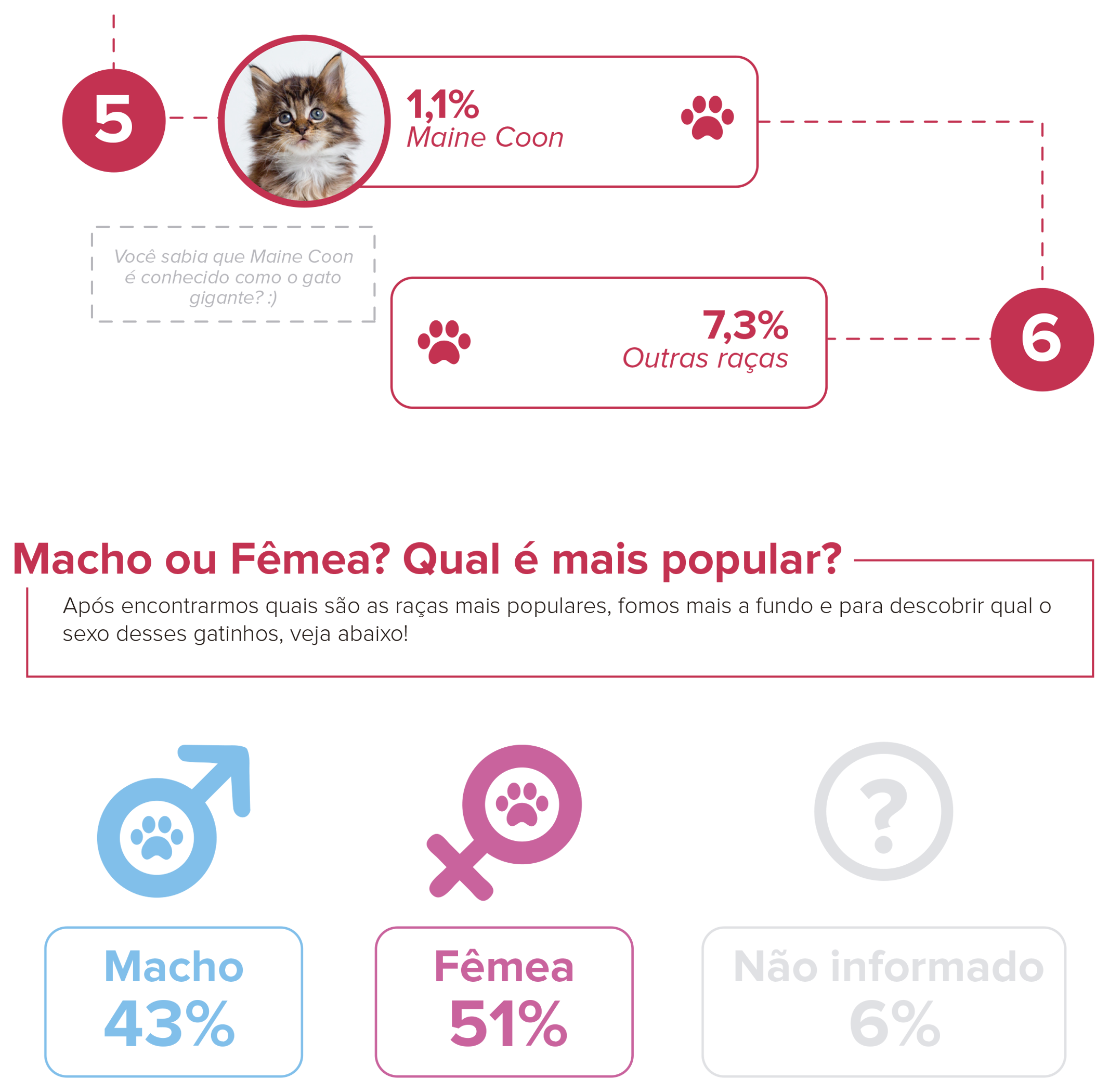 popularidade maine coon