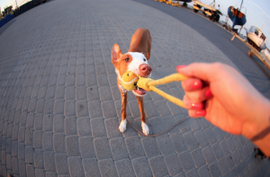 sera-que-preciso-de-adestrador-de-ca%cc%83es