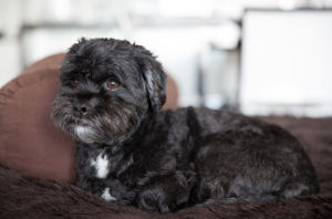 meu cachorro está com diarreia