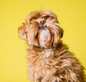 meu cachorro está com diarreia