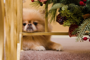 Como saber se meu cachorro está com diarreia