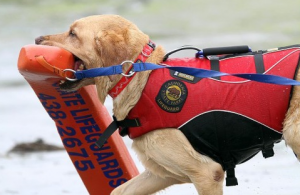 labrador salva vidas