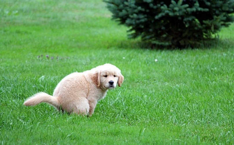 Fezes dos cães: Tudo o que precisa de saber