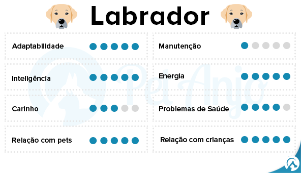 características labrador