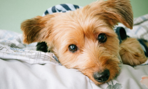 captura-de-tela-2016-11-10-as-13-43-31