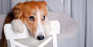 cachorro-cara-de-culpa