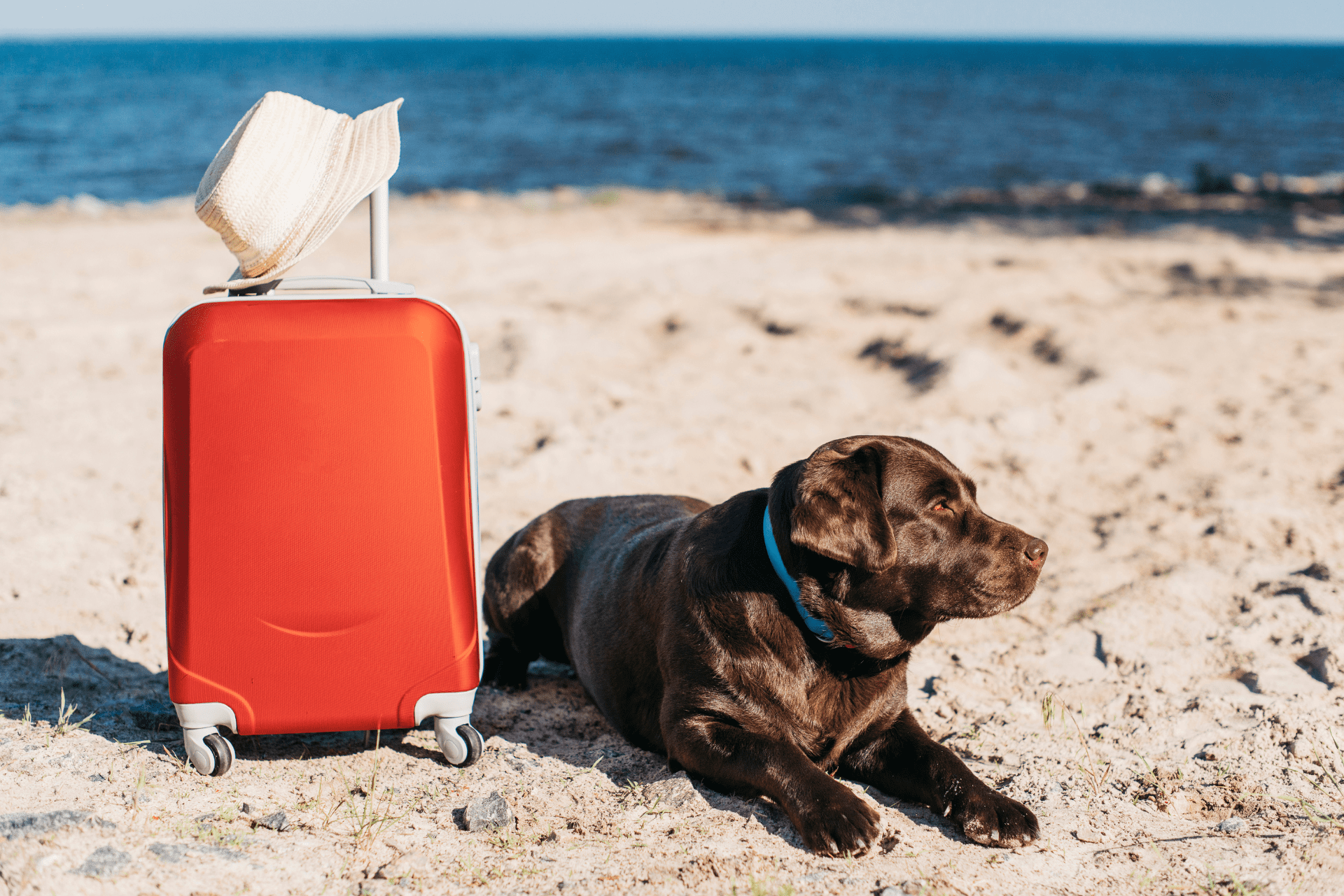 cão na praia em viagem com cachorro