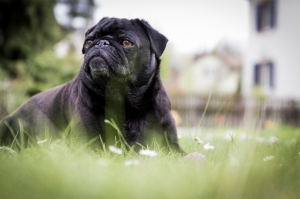 Pug Preto