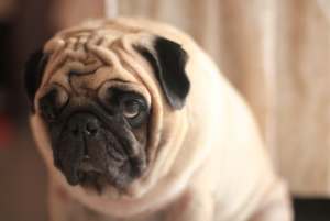 pug obeso