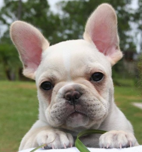 bulldog frances e pug