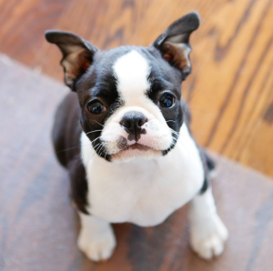 boston terrier e pug