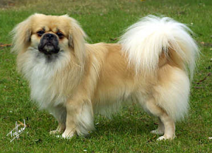 spaniel tibetano e pug