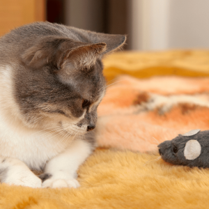 Sinais que seu gato te ama